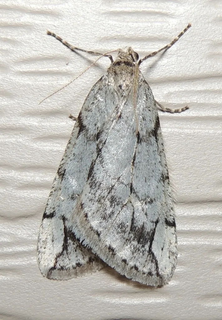 Spring Cankerworm Moth - Hodges#6662 - photo 2