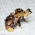 Paleophobetron perornata - Hodges#4651 - Paleophobetron perornata