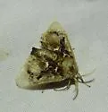 Paleophobetron perornata - Hodges#4651 - photo 3