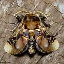 Paleophobetron perornata - Hodges#4651 - photo 4