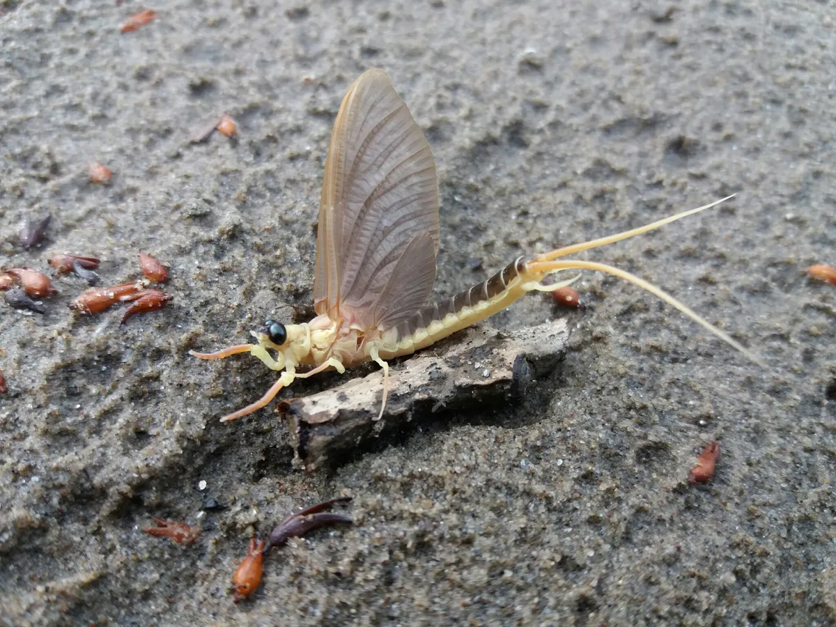 Riverbed Burrower Mayflies - photo 2