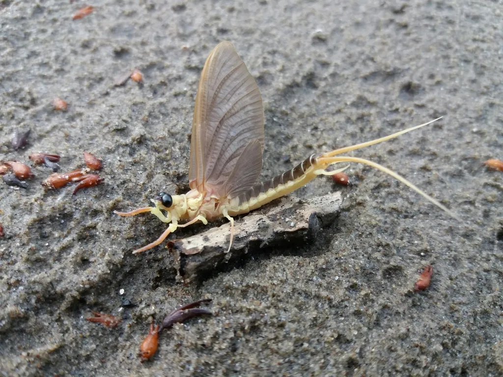 Riverbed Burrower Mayflies - photo 3