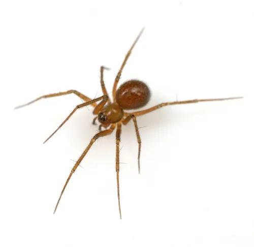 Palliduphantes ericaeus