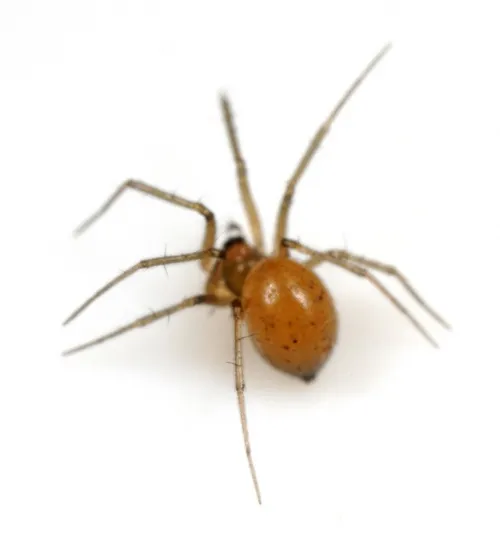 Palliduphantes ericaeus - photo 2