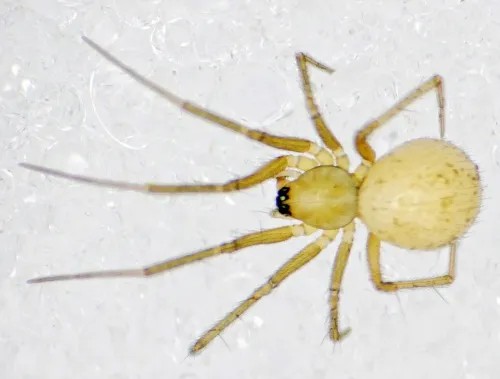 Palliduphantes ericaeus - photo 3