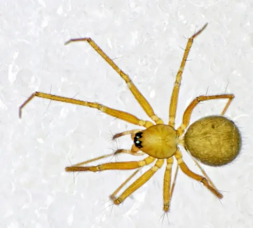 Palliduphantes ericaeus - photo 4