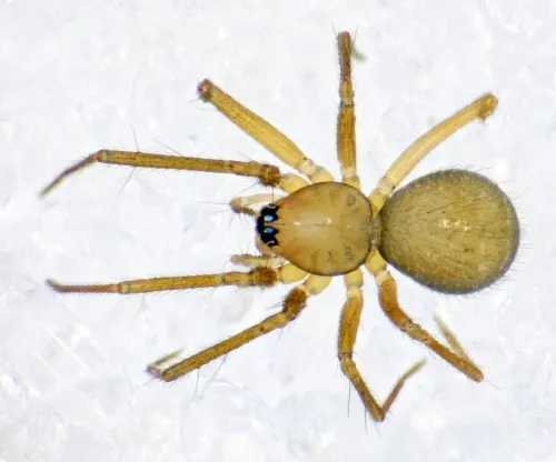 Palliduphantes ericaeus - photo 8
