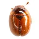 Pallodes austrinus