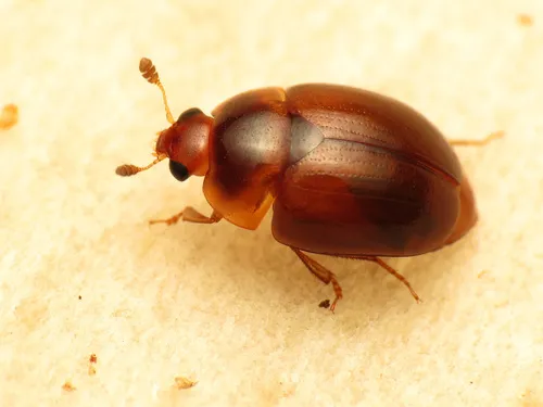 Pallodes pallidus