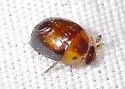 Pallodes plateosus - photo 2