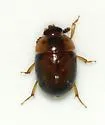 Pallodes plateosus - photo 4