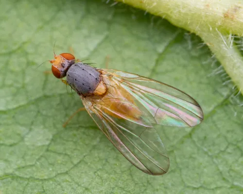 Palloptera claripennis