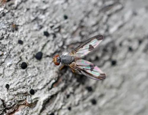 Palloptera formosa