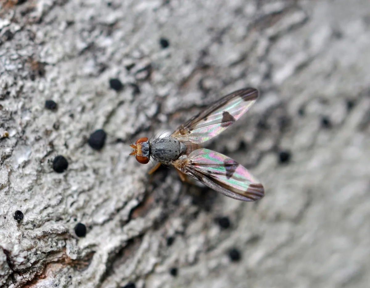 Palloptera formosa - photo 3