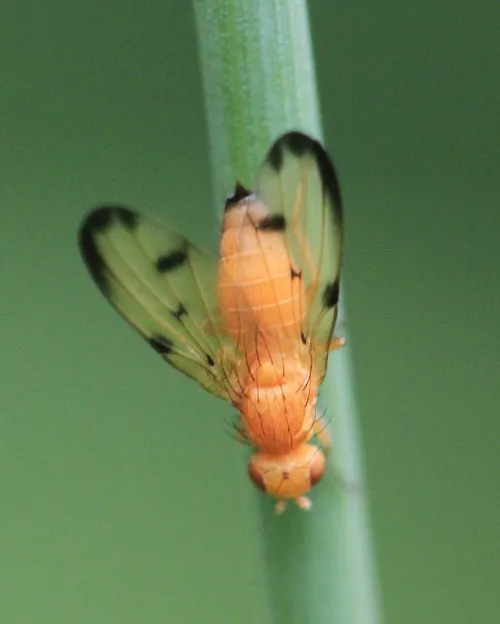 Palloptera quinquemaculata