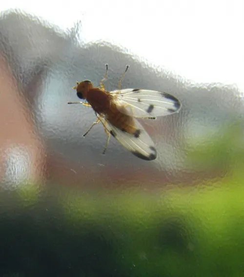 Palloptera quinquemaculata - photo 3