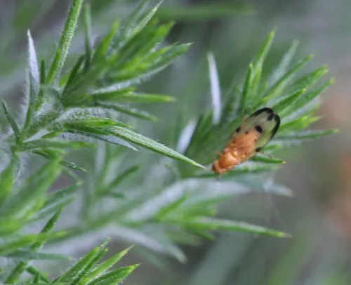 Palloptera quinquemaculata - photo 4