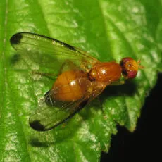 Palloptera saltuum