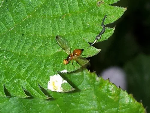 Palloptera saltuum - photo 2