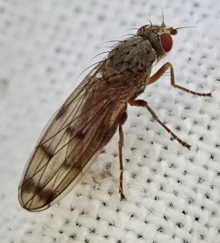 Palloptera scutellata