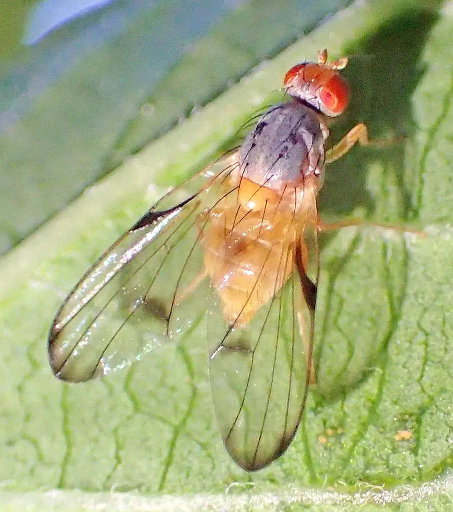 Palloptera subusta - photo 3