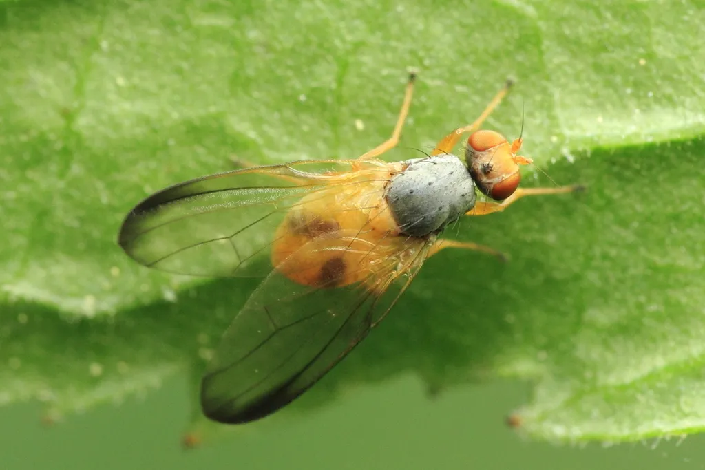 Palloptera terminalis