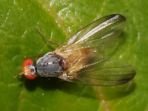 Palloptera ustulata agg.