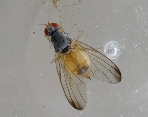 Palloptera ustulata agg. - photo 2