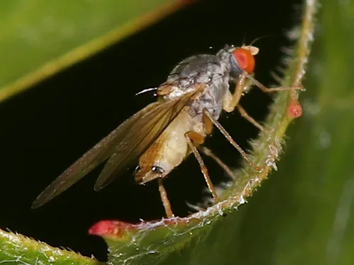 Palloptera ustulata agg. - photo 3