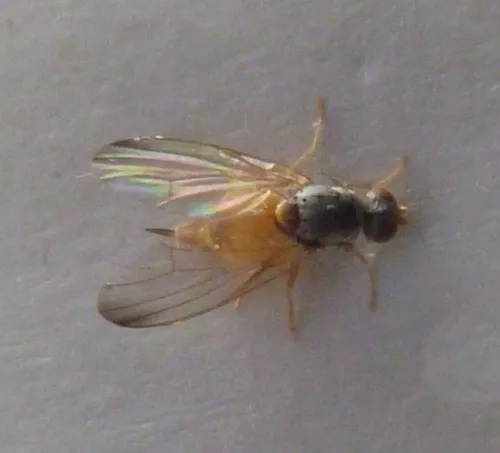 Palloptera ustulata agg. - photo 6