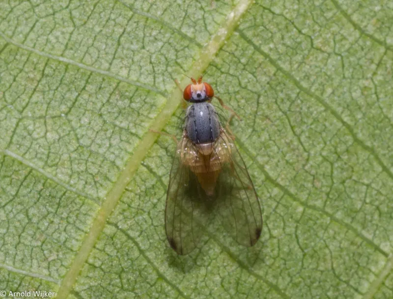 Palloptera ustulata