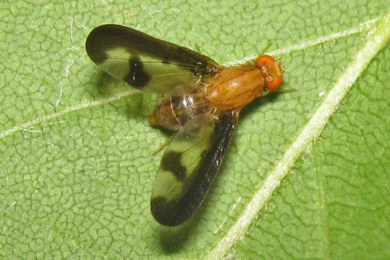 Flutter Flies - photo 2