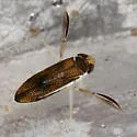 Palmacorixa buenoi