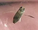 Palmacorixa nana