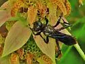 Palmodes dimidiatus - photo 3