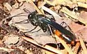 Palmodes dimidiatus - photo 4