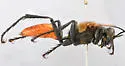 Palmodes praestans - photo 4