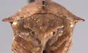 Palonica pyramidata