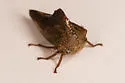 Palonica pyramidata - photo 3