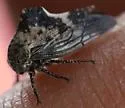 Aspen Treehopper