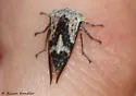 Aspen Treehopper - photo 2