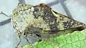 Aspen Treehopper - photo 3