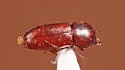Small-eyed Flour Beetle