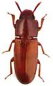 Small-eyed Flour Beetle - photo 2
