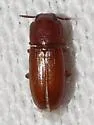 Small-eyed Flour Beetle - photo 3