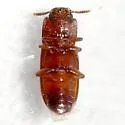 Small-eyed Flour Beetle - photo 4
