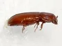 Small-eyed Flour Beetle - photo 5