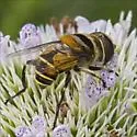 Palpada agrorum - photo 4