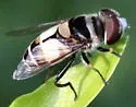 Palpada albifrons - photo 2