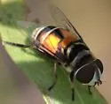 Palpada albifrons - photo 3